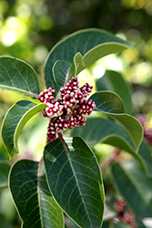 Sugar Bush (Rhus ovata) at Lakeshore Garden Centres