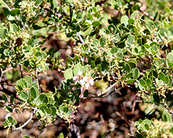 Big Sur Manzanita (Arctostaphylos edmundsii 'Big Sur') at Lakeshore Garden Centres