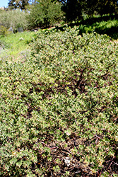 Big Sur Manzanita (Arctostaphylos edmundsii 'Big Sur') at Lakeshore Garden Centres