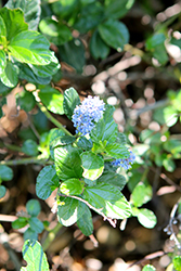 Joyce Coulter Creeping California Lilac (Ceanothus 'Joyce Coulter') at Lakeshore Garden Centres