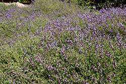 Emerald Cascade San Diego Sage (Salvia munzii 'Emerald Cascade') at Lakeshore Garden Centres