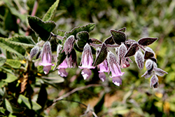 El Tigre Fragrant Pitcher Sage (Lepechinia fragrans 'El Tigre') at Lakeshore Garden Centres