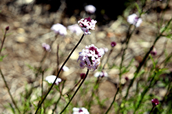 Lilac Verbena (Verbena lilacina) at Lakeshore Garden Centres