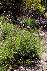 Lilac Verbena (Verbena lilacina) at Lakeshore Garden Centres