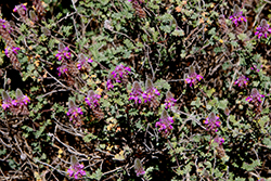 Sonoran False Prairie-clover (Marina orcuttii) at Lakeshore Garden Centres