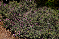 Sonoran False Prairie-clover (Marina orcuttii) at Lakeshore Garden Centres