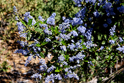 Valley Violet Maritime Ceanothus (Ceanothus maritimus 'Valley Violet') at Lakeshore Garden Centres