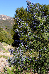Valley Violet Maritime Ceanothus (Ceanothus maritimus 'Valley Violet') at Lakeshore Garden Centres