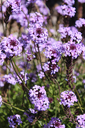 De La Mina Verbena (Verbena lilacina 'De La Mina') at Lakeshore Garden Centres