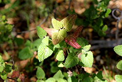 California Hedgenettle (Stachys bullata) at Lakeshore Garden Centres