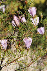 Lady Barbara Rose Red Centered Hibiscus (Alyogyne 'Lady Barbara Rose') at Lakeshore Garden Centres