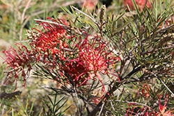 Xera Ember Juniper Leaf Grevillea (Grevillea juniperina 'Xera Ember') at Lakeshore Garden Centres