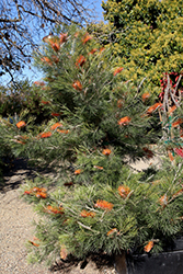 Little Honey Grevillea (Grevillea 'Little Honey') at Lakeshore Garden Centres