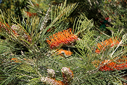 Little Honey Grevillea (Grevillea 'Little Honey') at Lakeshore Garden Centres