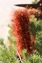 Fireworks Heath Banksia (Banksia ericifolia 'Fireworks') at Lakeshore Garden Centres