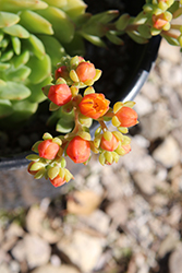 Dondo Echeveria (Echeveria 'Dondo') at Lakeshore Garden Centres