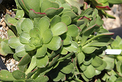 Mint Saucer Green Aeonium (Aeonium 'Mint Saucer') at Lakeshore Garden Centres
