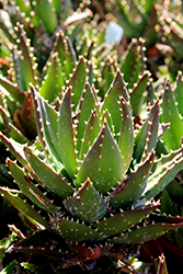 Golden Toothed Aloe (Aloe x nobilis) at Lakeshore Garden Centres