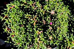 Dwarf Carpet of Stars (Ruschia lineolata 'Nana') at Lakeshore Garden Centres
