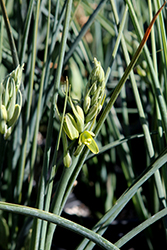Narrow-leaved Albuca (Albuca acuminata) at Lakeshore Garden Centres