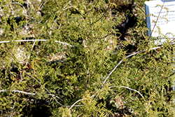 Western Wonga Wonga Vine (Pandorea doratoxylon) at Lakeshore Garden Centres