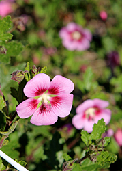 Tara's Pink Cape Mallow (Anisodontea 'Tara's Pink') at Lakeshore Garden Centres