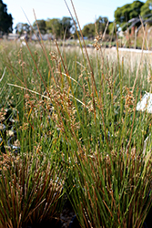 Carman's Sacred Japanese Rush (Juncus 'Carman's Japan') at Lakeshore Garden Centres