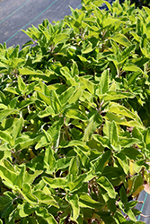 Madeira Germander (Teucrium betonicum) at Lakeshore Garden Centres