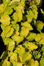 Caroline's Citrine Golden Heartleaf Geranium (Pelargonium cordifolium 'Caroline's Citrine') at Lakeshore Garden Centres
