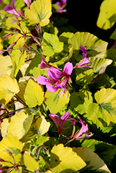Caroline's Citrine Golden Heartleaf Geranium (Pelargonium cordifolium 'Caroline's Citrine') at Lakeshore Garden Centres