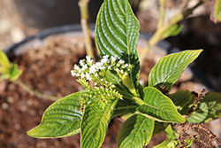 Ecuadorian Heliotrope (Heliotropium 'Ecuador') at Lakeshore Garden Centres