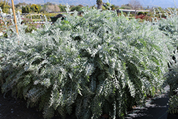 Velvet Centaurea (Centaurea gymnocarpa) at Lakeshore Garden Centres