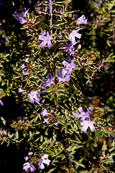 Wynyabbie Highlight Coast Rosemary (Westringia 'Wynyabbie Highlight') at Lakeshore Garden Centres