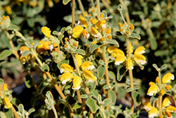 Woolly Jerusalem Sage (Phlomis lanata) at Lakeshore Garden Centres