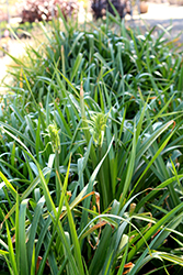 Natal Albuca (Albuca nelsonii) at Lakeshore Garden Centres