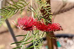 Red Hooks Grevillea (Grevillea 'Red Hooks') at Lakeshore Garden Centres