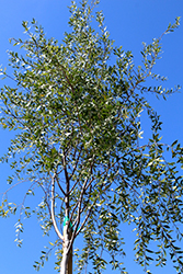 Mayten Tree (Maytenus boaria) at Lakeshore Garden Centres