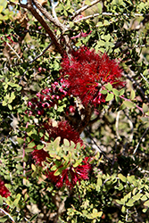 Granite Honey Myrtle (Melaleuca elliptica) at Lakeshore Garden Centres