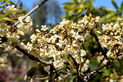 Victorian Box (Pittosporum undulatum) at Lakeshore Garden Centres
