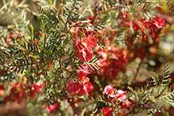 Brilliant Hop Bush (Dodonaea microzyga) at Lakeshore Garden Centres