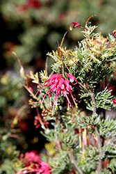 Spider Net Grevillea (Grevillea fililoba) at Lakeshore Garden Centres