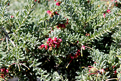 Prostrate Woolly Grevillea (Grevillea lanigera 'Prostrate') at Lakeshore Garden Centres