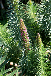 Red Rocket Echium (Echium 'Red Rocket') at Lakeshore Garden Centres