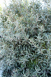 Arizona Rosewood (Vauquelinia californica) at Lakeshore Garden Centres