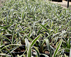 Destiny Flax Lily (Dianella tasmanica 'TAS100') at Lakeshore Garden Centres