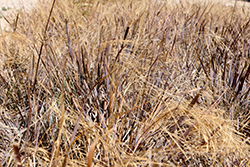 Tallahassee Sunset Elliott's Love Grass (Eragrostis elliottii 'Tallahassee Sunset') at Lakeshore Garden Centres