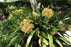 Lemon Chiffon Clivia (Clivia x miniata 'Lemon Chiffon') at Lakeshore Garden Centres