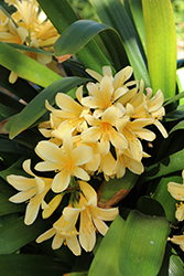 Lemon Chiffon Clivia (Clivia x miniata 'Lemon Chiffon') at Lakeshore Garden Centres