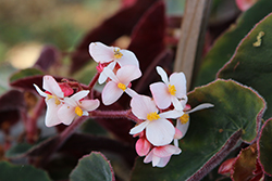 Ramirez Begonia (Begonia 'Ramirez') at Lakeshore Garden Centres