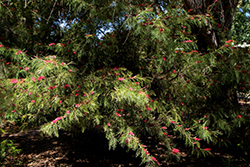 Red Hooks Grevillea (Grevillea 'Red Hooks') at Lakeshore Garden Centres